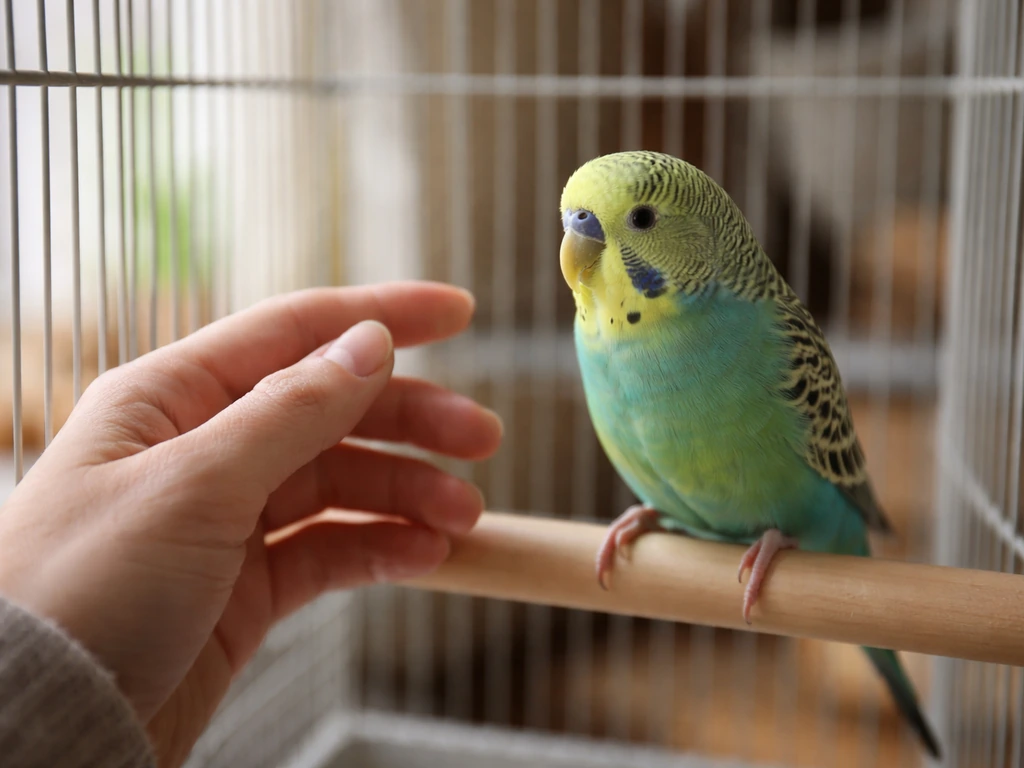 How to Train a Budgie Bird: Step-by-Step Beginner Guide